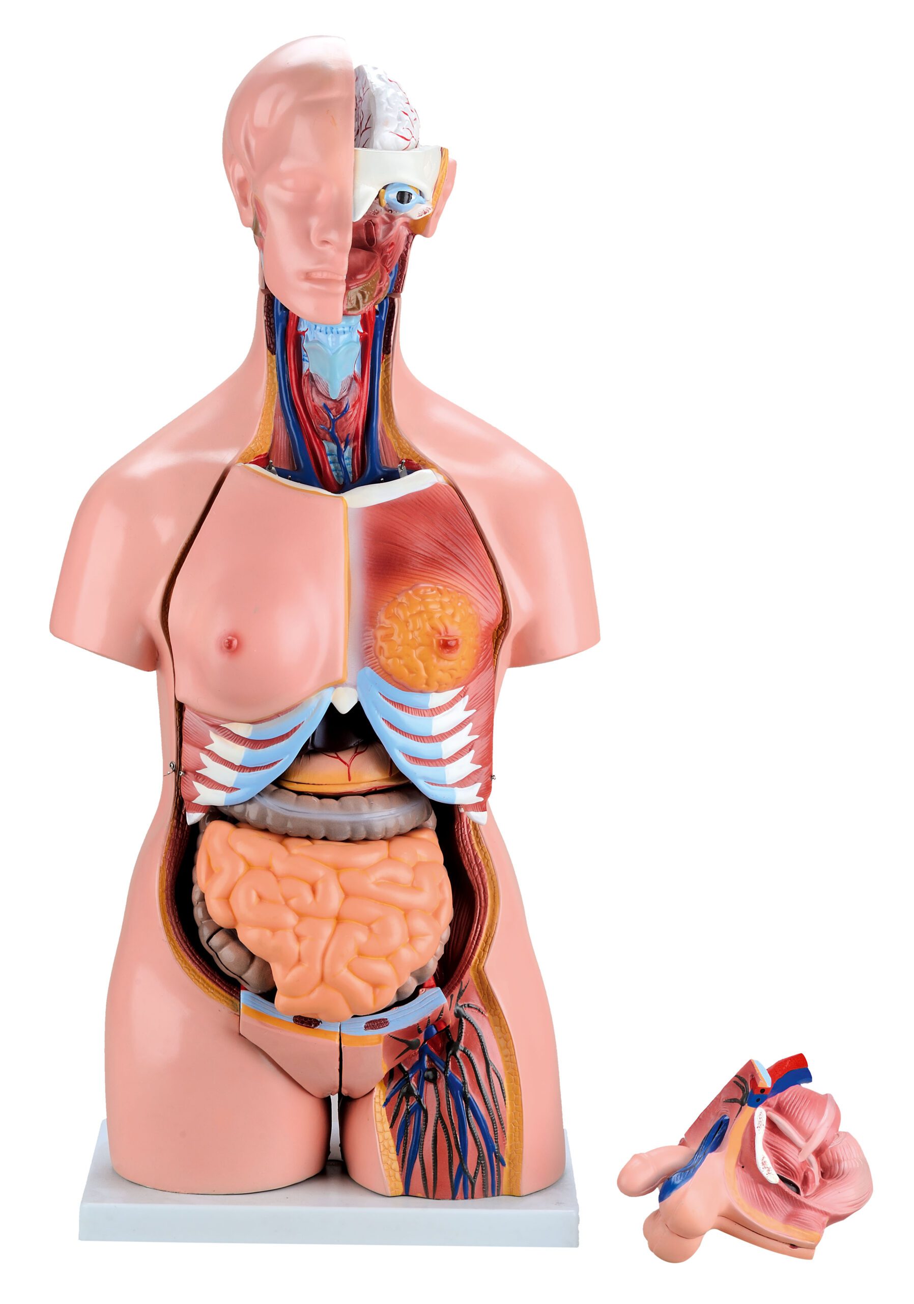 Liu Hui Kūnas su galva, 24 elementai – modelis 571002 - Image 1