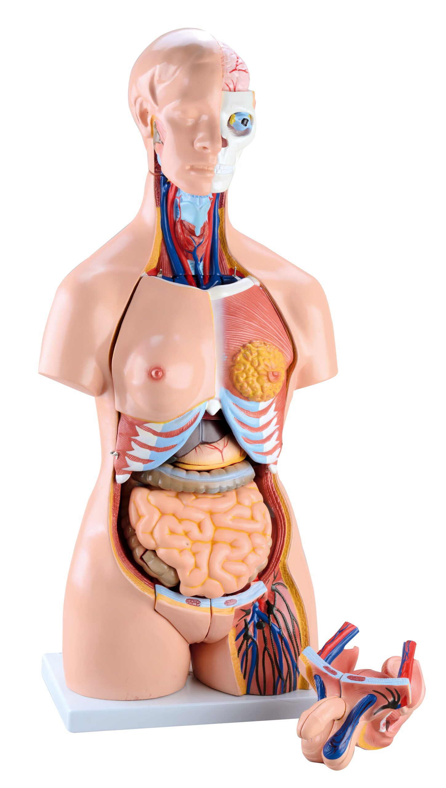 571003_a_16 Kūnas su galva, 40 elementų – modelis 571003 - Image 1