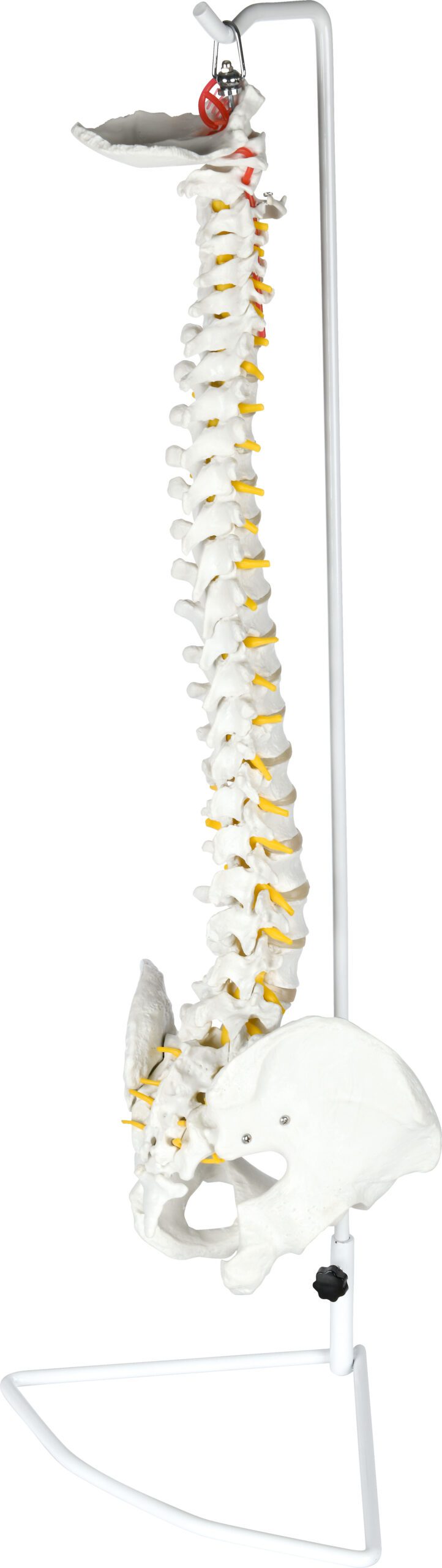 571166_a_19 Dubens modelis su stuburu 571166 - Image 1