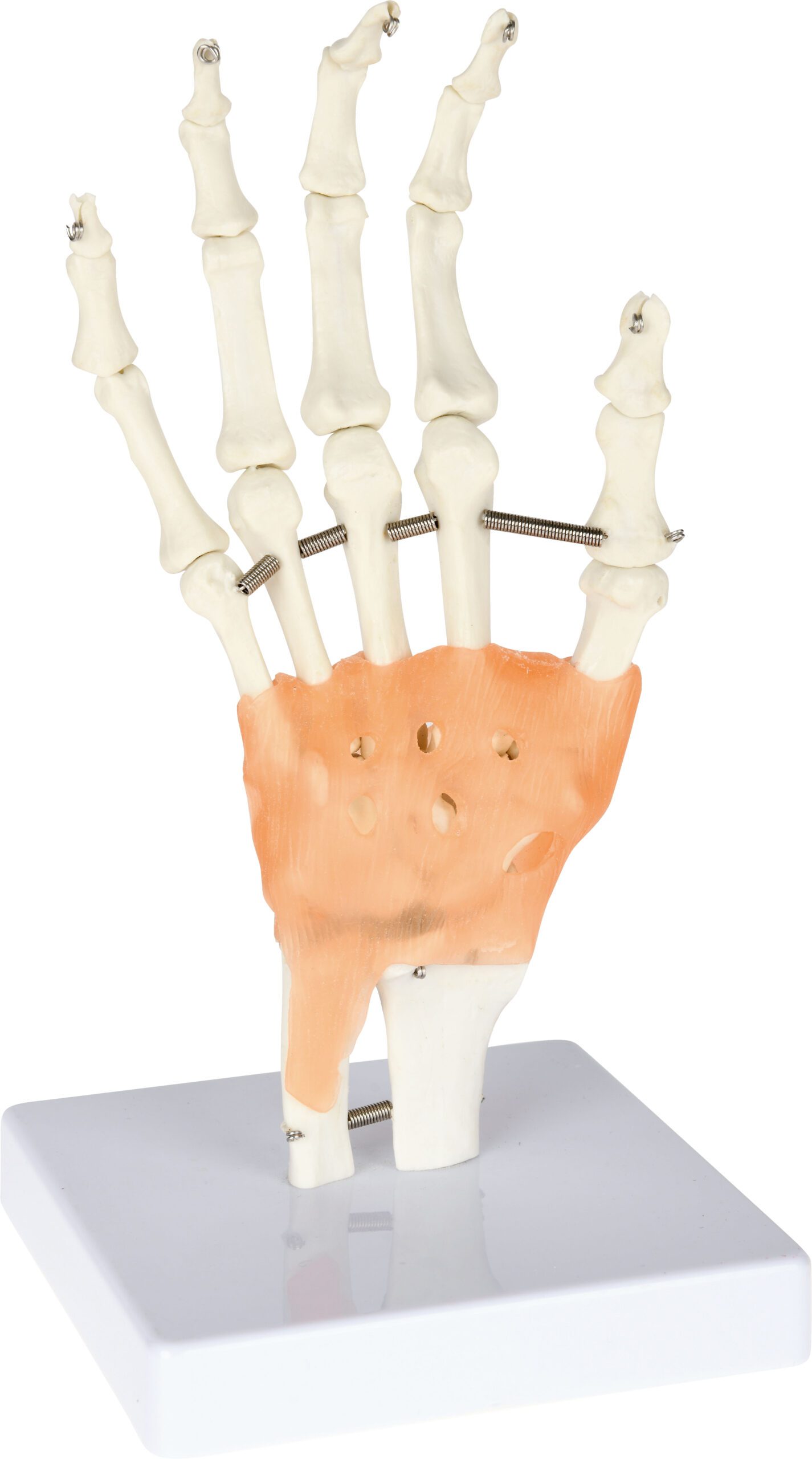 571178_a_19 Riešo sąnario su raiščiais modelis 571178 - Image 1