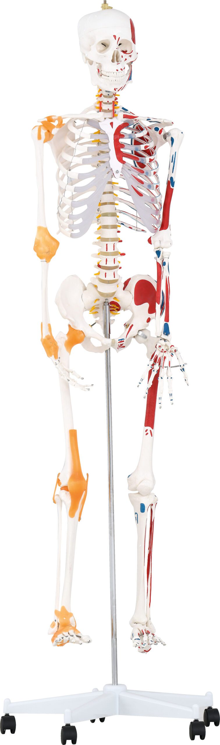 571198_a_20 Skeletas su raumenimis ir raiščiais 180 cm 571198 - Image 1