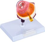 Akių modelis – skerspjūvis 571206 - Image 2