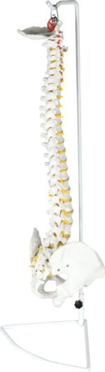 Dubens modelis su stuburu 571166