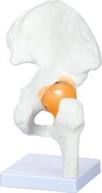 Klubo sąnario su raiščiais modelis 571202