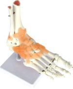 Kulkšnies sąnario su raiščiais modelis 571165 - Image 2
