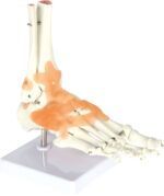 Kulkšnies sąnario su raiščiais modelis 571165