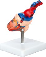 Širdies modelis 571181 - Image 2