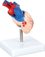 Širdies modelis 571181 - Image 3