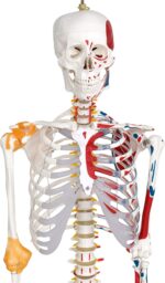 Skeletas su raumenimis ir raiščiais 180 cm 571198 - Image 2