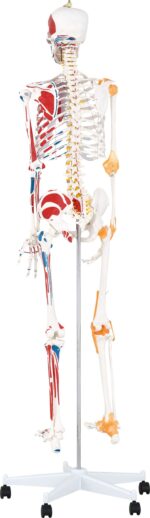 Skeletas su raumenimis ir raiščiais 180 cm 571198 - Image 3