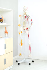 Skeletas su raumenimis ir raiščiais 180 cm 571198 - Image 4