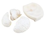 Žmogaus smegenų modelis 571004 - Image 2