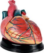 Padidintas širdies modelis 571207