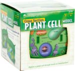 Augalinės ląstelės modelis 358141 - Image 3