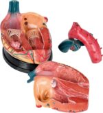 Padidintas širdies modelis 571207 - Image 2