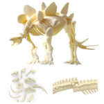 Archeologo rinkinys Dinozauro skeletai 46156 - Image 6